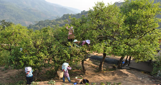 冰岛茶(外一首) - 文艺园地 - 云南省临沧市人民代表大会常务委员会