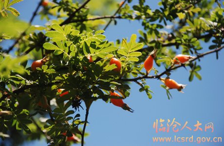 野生地石榴(组图)